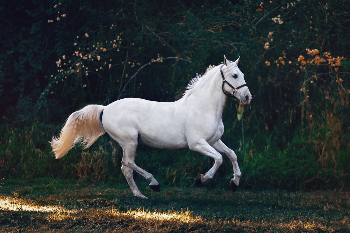 Chestnut sport horse galloping across an open paddock at full stride