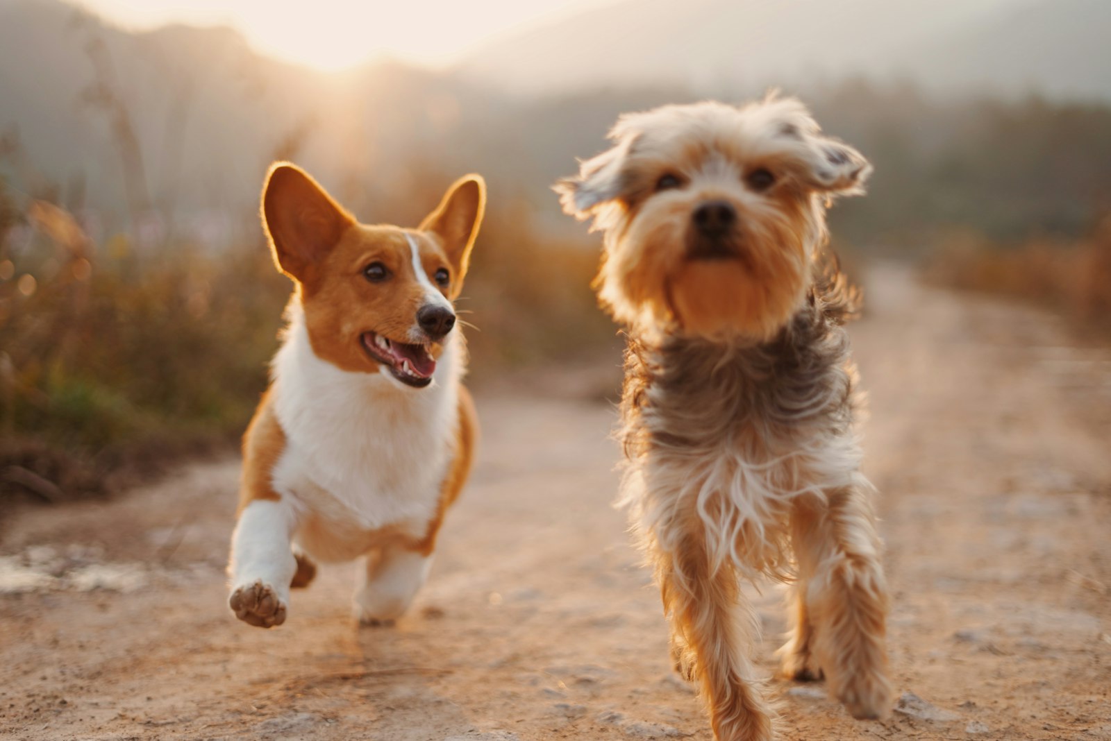 Two happy dogs with glossy, healthy coats running side by side outdoors