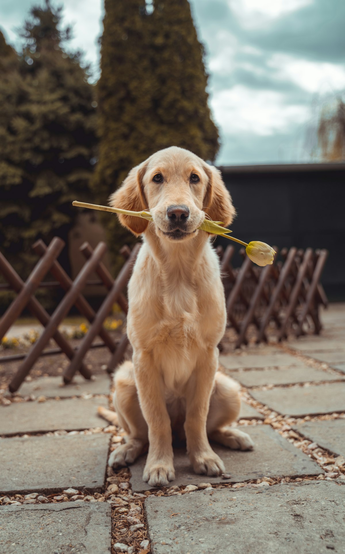 Senior golden retriever standing alert in a sunlit meadow